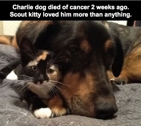 What this cat does after her dog best friend passes away will leave you speechless