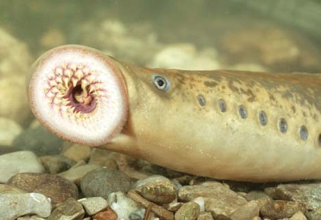 15 Strange Animals You Wouldn’t Believe Actually Exist | When In Manila