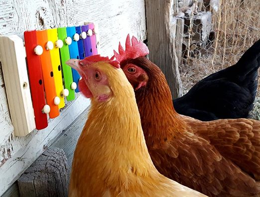 Watch These Chickens Can Play The Xylophone When In Manila