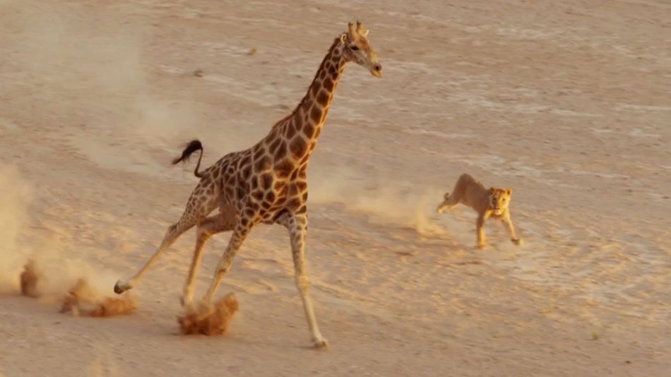 WATCH: Lion Vs. Giraffe—Who Do You Think Will Win? - When In Manila