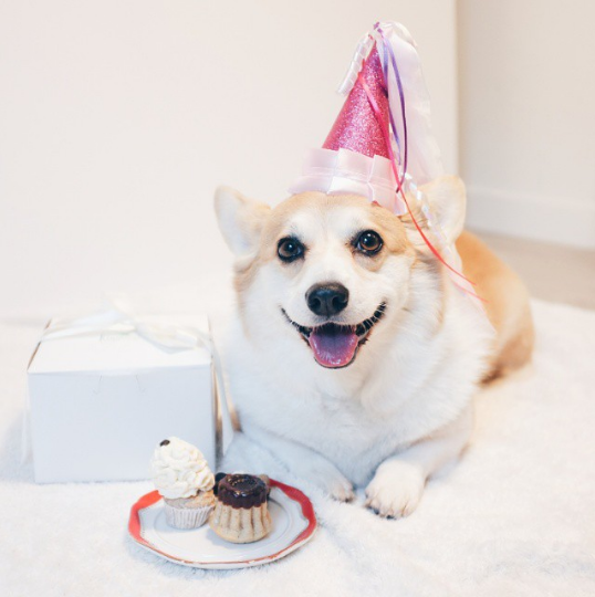 These Adorable Photos Will Show You Why Barkday Parties Are The Cutest ...