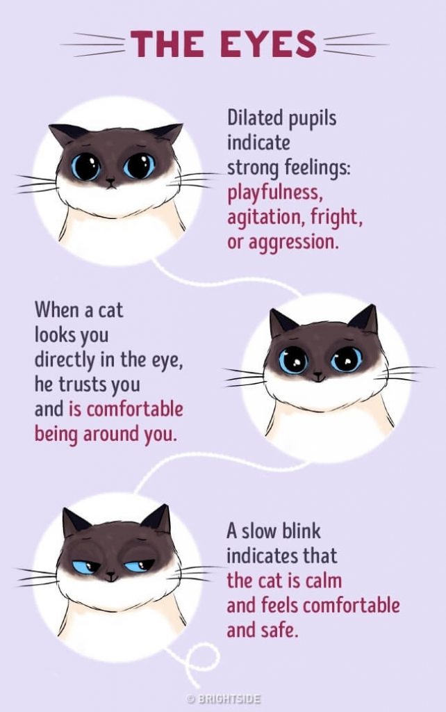 Do Cats Understand Human Words