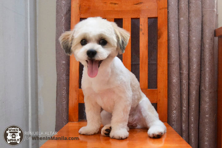 This Mobile Service Will Groom Your Dogs Right At Your Doorstep When In Manila