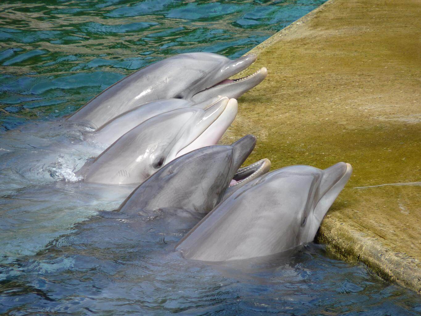 Dolphins