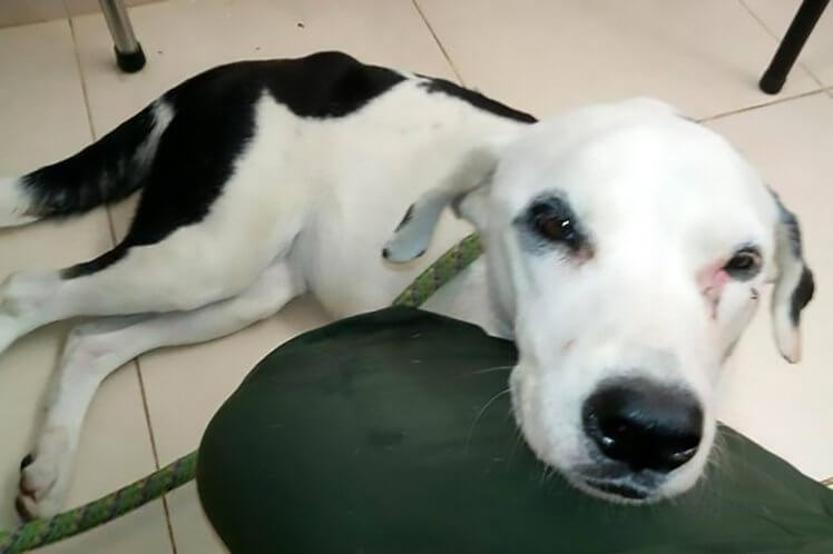 This Pup Dies of a Broken Heart After Being Abandoned