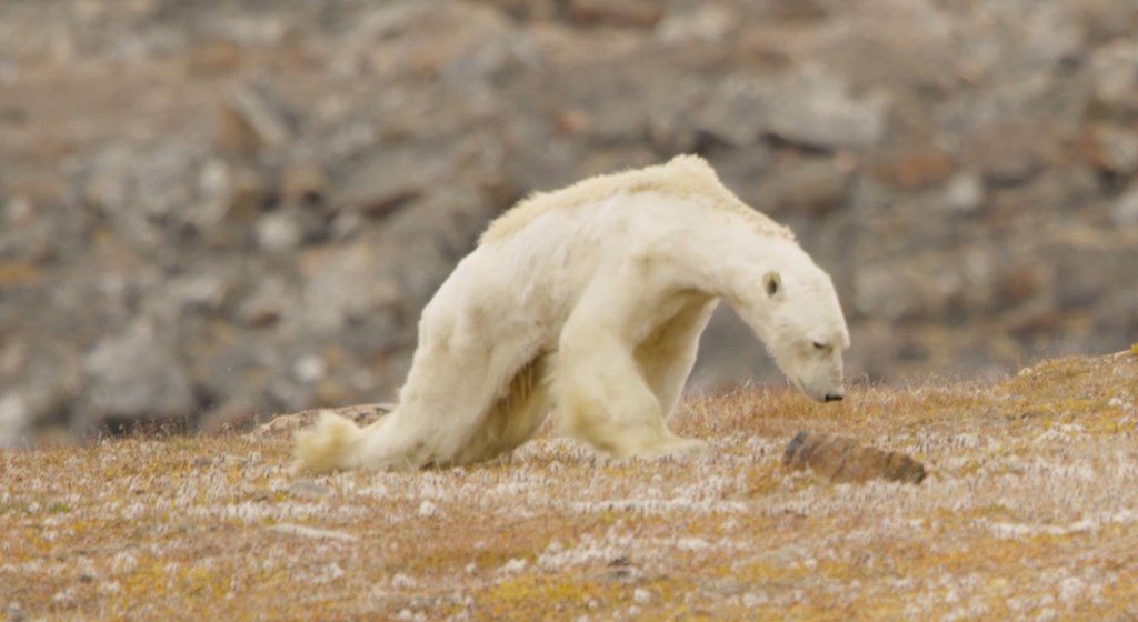 WATCH: This Video of a Starving Polar Bear will Rip Your Heart Out ...