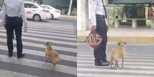 WATCH: This security guard helped this dog cross the street safely ...