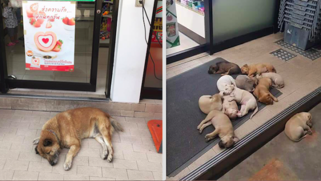 Dogs Forced to Hang Out by Convenience Store Entrance to Escape the ...