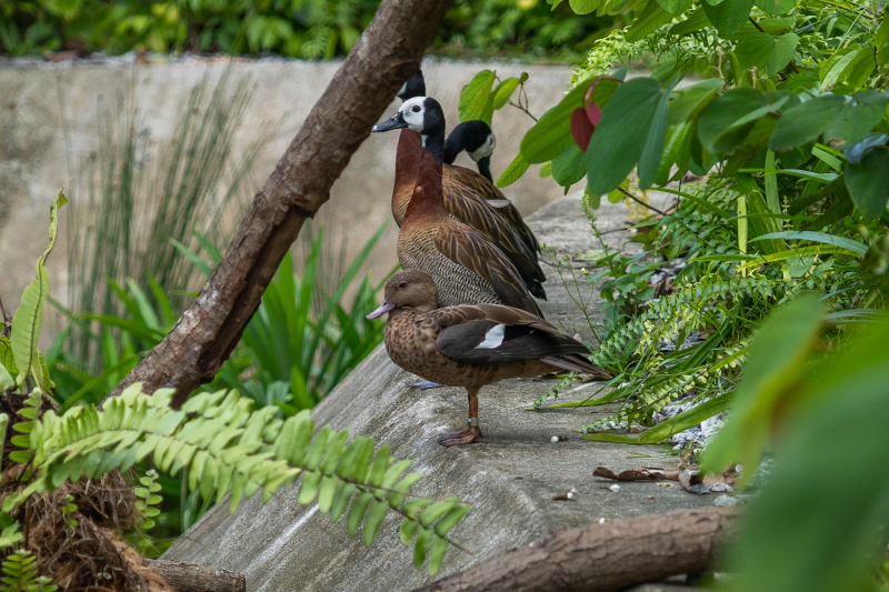 Image 8 Madagascar Teal and White Faced Whistling Ducks at Heart of Africa. Photo credit Mandai Wildlife Group.