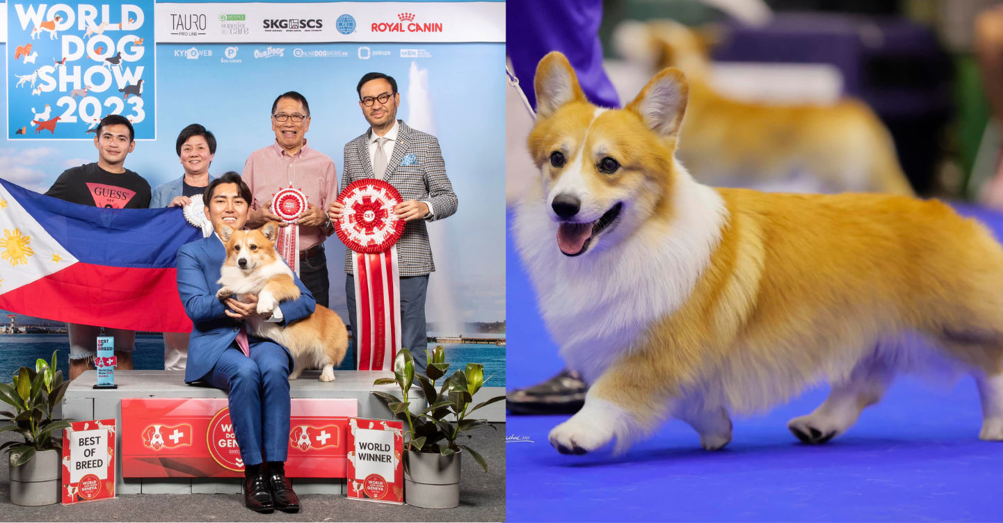 LOOK from PH Hailed As World Winner at World Dog Show 2023
