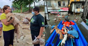 Typhoon Carina pets and strays