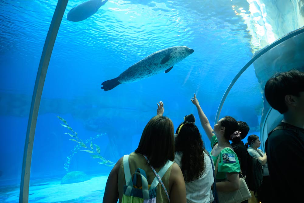 A Guide to Ocean Park Hong Kong: Animal Encounters, Thrilling Rides, Water Adventures, and a Whole Lot of Fun