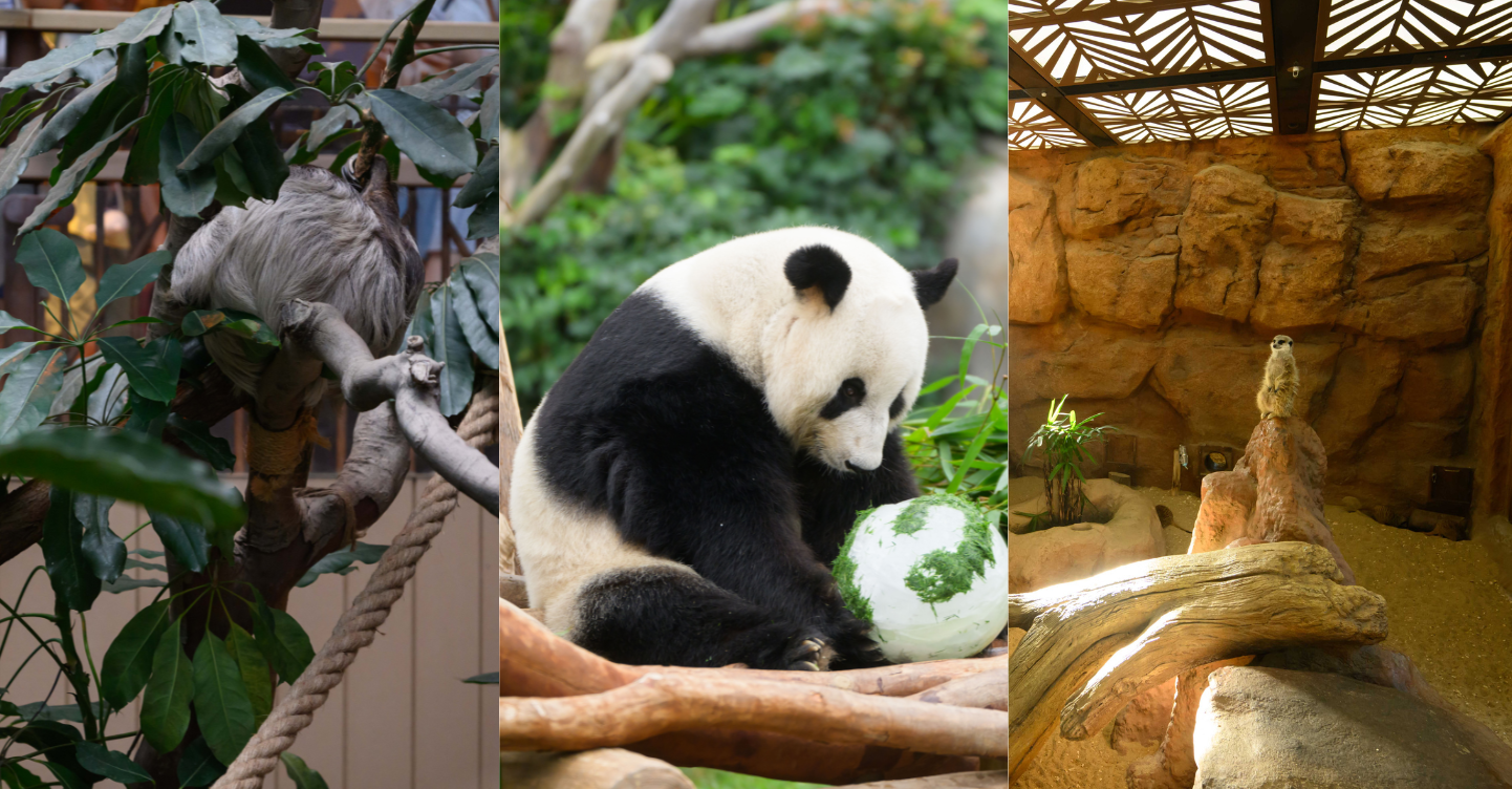 A Guide to Ocean Park Hong Kong: Animal Encounters, Thrilling Rides, Water Adventures, and a Whole Lot of Fun