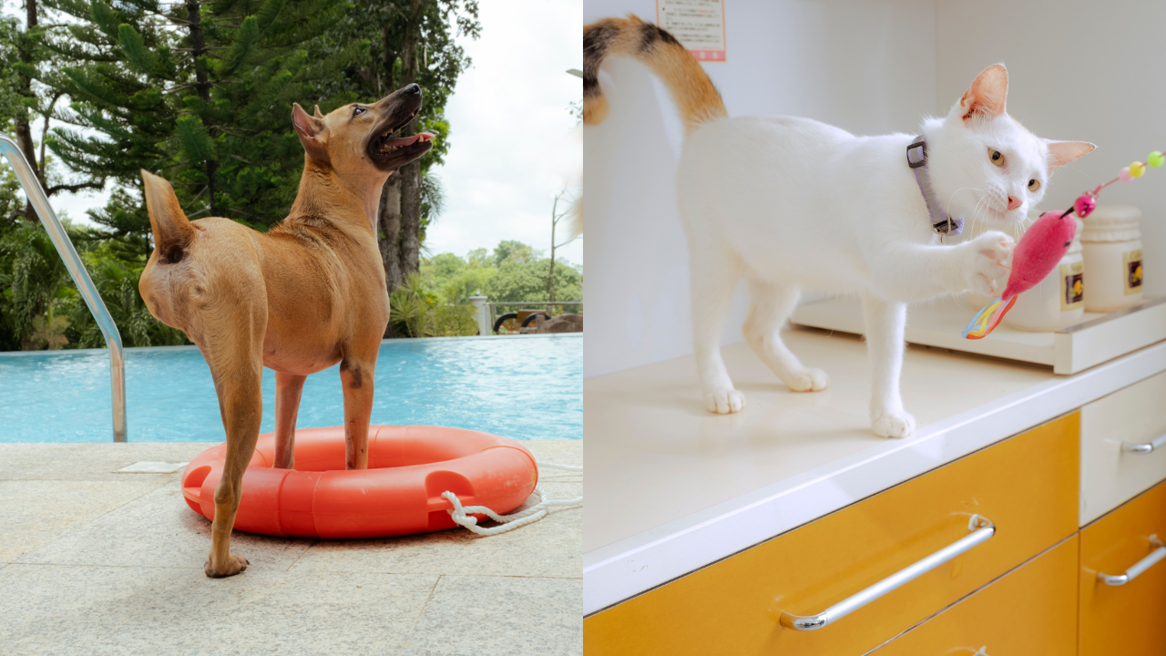 Shaira Luna Captures Lives of Rescued Cats and Dogs in Their Forever Homes