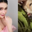 Carla Abellana Rescues Dog Hit by a Car