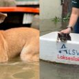 PAWS impounded animals typhoon kristine