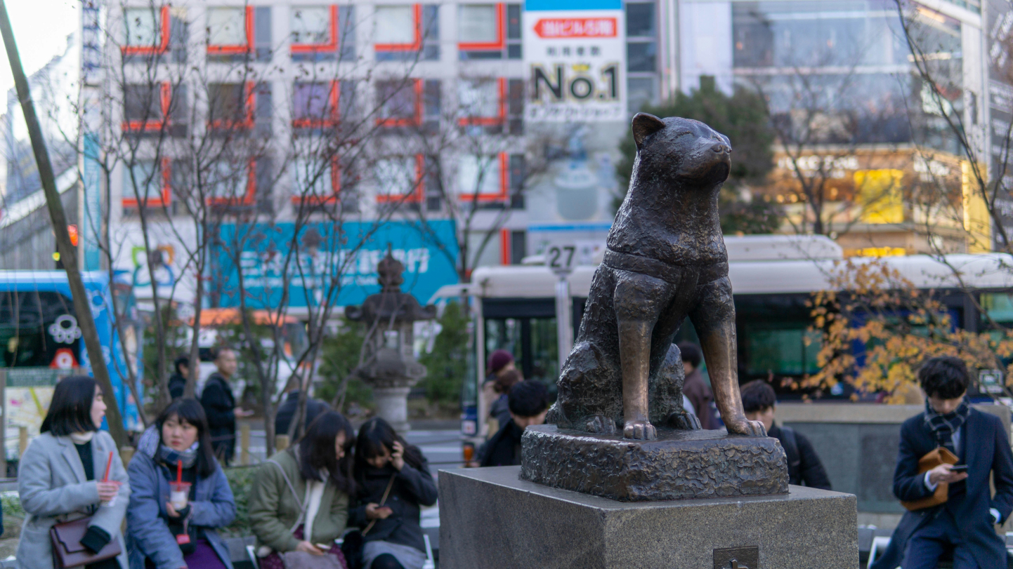 hachiko shibuya darel low unsplash stock