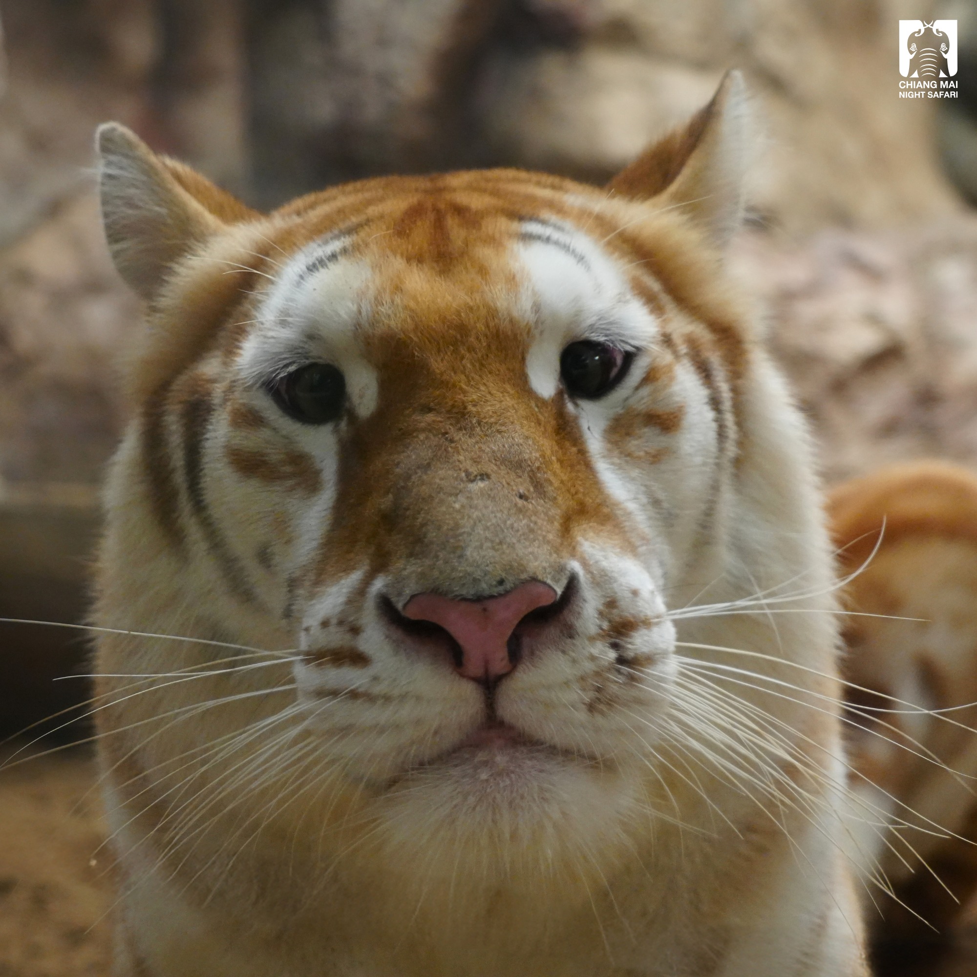 Photo: Chiang Mai Night Safari/Facebook