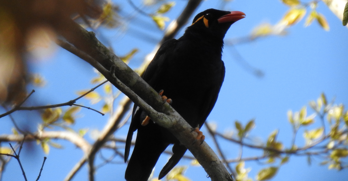 Kuyawyaw Falls and Wildlife