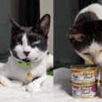 cats purina fancy feast