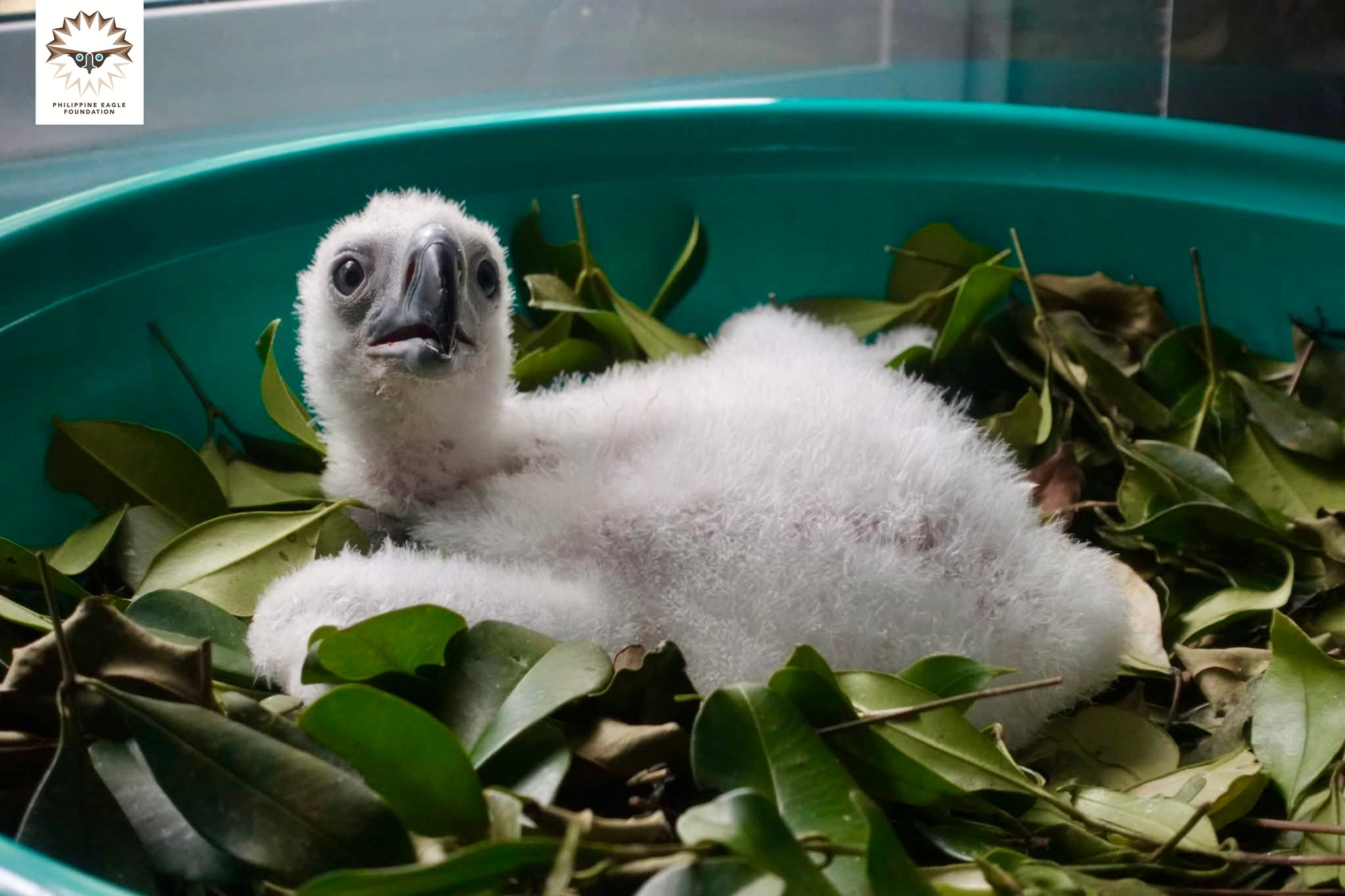 Philippine Eagle Foundation